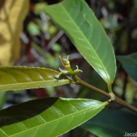 Excoecaria cochinchinensis Lour.